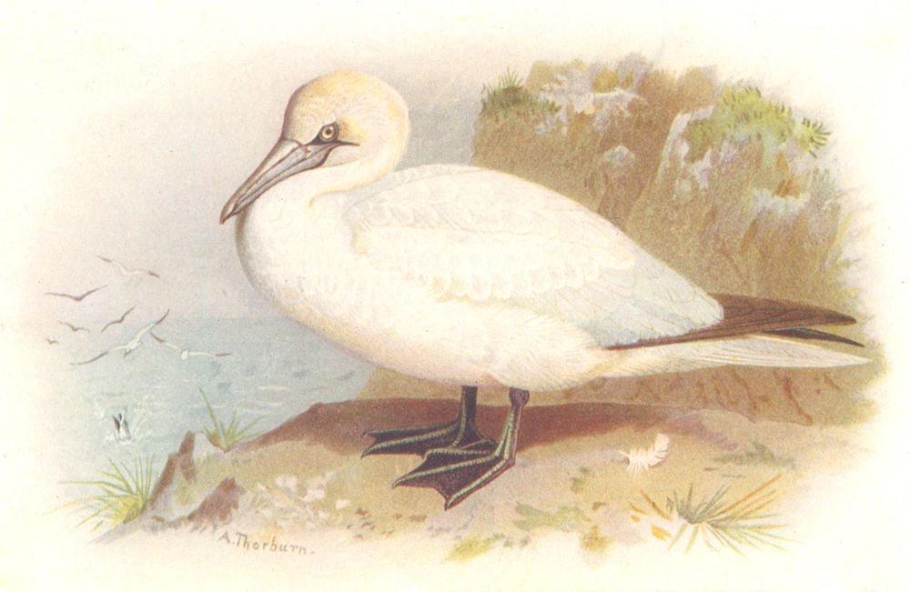 BRITISH BIRDS. Gannet. THORBURN 1925 old vintage print picture